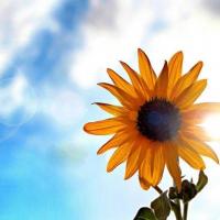 心理健康免费心理咨询